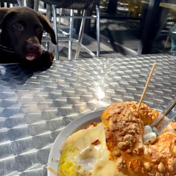 A chocolate lab puppy with its tongue out looks at a bagel with melted cheese on a metal table.